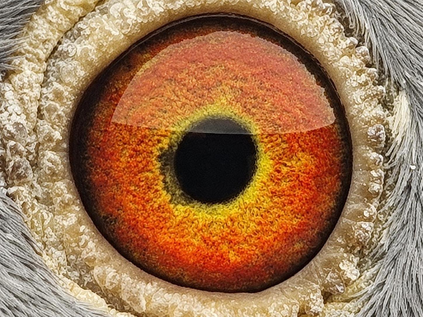 Pigeon eye